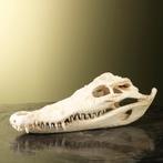 Siamese Krokodil Schedel Taxidermie Opgezette Dieren By Max, Ophalen of Verzenden, Nieuw, Reptiel of Amfibie, Opgezet dier