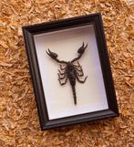 Schorpioen Taxidermie volledige montage - Scorpion, Nieuw