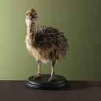 Struisvogel Taxidermie volledige montage - Struthio camelus, Nieuw
