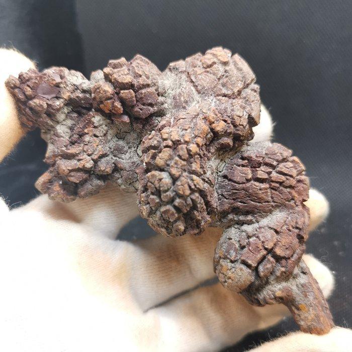 199 g 9,80 x 4,60 cm fossiele uitwerpselen (coproliet) van, Verzamelen, Mineralen en Fossielen