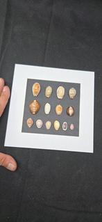 Museum rare world Cypraea sp. sea shellfish - - Diorama, Nieuw