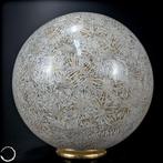 Sphère en corail Goniopora AA+++ Fossil. Australie, 7328, 25, Collections