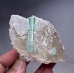 Tourmaline verticillée supérieure entièrement terminée, Verzamelen, Mineralen en Fossielen