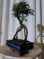 Chinese iep bonsai (Ulmus parviflora) - Hoogte (boom): 22 cm