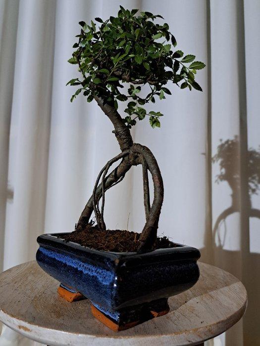Chinese iep bonsai (Ulmus parviflora) - Hoogte (boom): 22 cm, Antiek en Kunst, Curiosa en Brocante