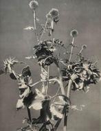 Pierre Plausewski (XIX-XX) - Floral composition, from