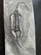 Fossiele reptiel: Keichousaurus -Trias - Gefossiliseerd dier