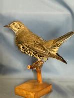 Tordela Taxidermie volledige montage - Turdus viscivorus