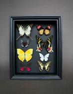 Vlinder Taxidermie volledige montage - Phoebis x Papilio, Verzamelen, Nieuw