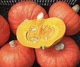 Tractor Hokkaido Bio Pompoen 50 zaden, Hobby en Vrije tijd, Knutselen, Nieuw