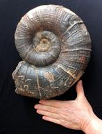 grande ammonite - Coquillage fossilisé - Lytoceras, Verzamelen, Mineralen en Fossielen