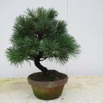 Pinus parviflora - 27×24 cm - Japan