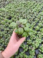 Lobelia Cardinalis (Aquariumplanten, Aquarium producten), Dieren en Toebehoren, Verzenden, Nieuw, Plant(en), Steen of Hout