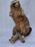 Wasbeer Taxidermie volledige montage - Procyon lotor -, Verzamelen, Dierenverzamelingen, Nieuw