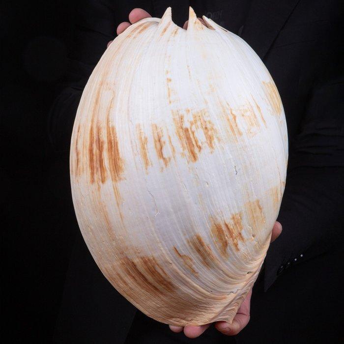Taille Géante - Premier Choix - Coquillage marin - Melo, Antiek en Kunst, Curiosa en Brocante