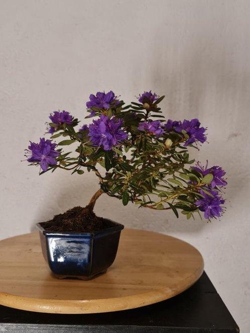 Azalea bonsai (Rhododendron) - Hoogte (boom): 20 cm - Diepte, Antiek en Kunst, Curiosa en Brocante