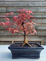Japanese maple bonsai (Acer palmatum) - Hoogte (boom): 25 cm