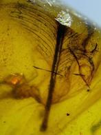 Barnsteen - feather in amber - 20 mm - 15 mm
