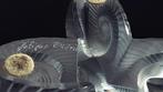 Lalique - René Lalique - Refroidisseur à vin - Osmose -