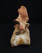 Dinosaurus - Fossiel wervelbot - Spinosaurus aegyptiacus -, Verzamelen