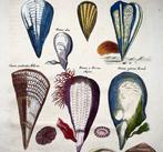 Matthäus Merian (b1593) Hand coloured folio, Marine Life: