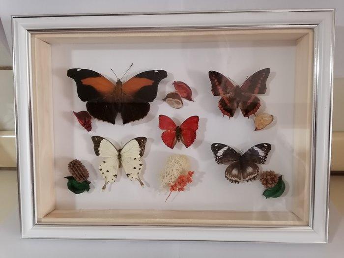 Vlinder Taxidermie wandmontage - Historis Odius, Verzamelen, Dierenverzamelingen