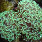 Euphyllia Ancora Groen L (Ong. 11-15 cm)