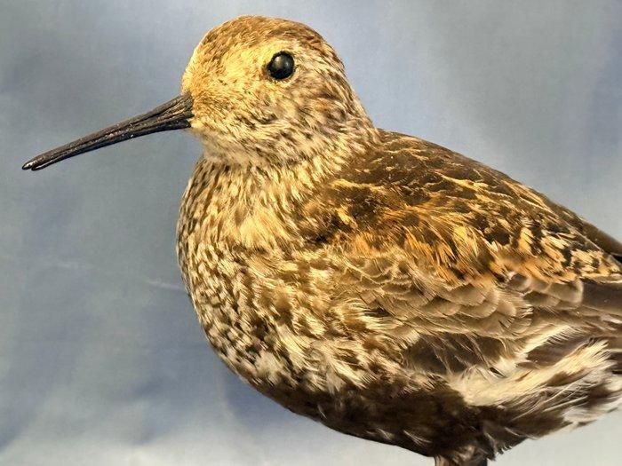 Piovanello pancianera Taxidermie volledige montage -, Collections, Collections Animaux