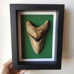 Haaientand in frame - Fossiele tand - Otodus megalodon - 22, Verzamelen