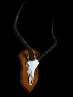 Impala Schedel van een zoogdier - STUPENDO teschio di, Verzamelen, Dierenverzamelingen, Nieuw