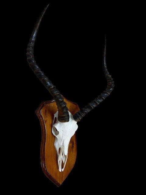 Impala Schedel van een zoogdier - STUPENDO teschio di, Verzamelen, Dierenverzamelingen