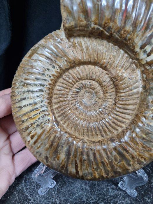 Very large Ammonite Perisphinctes - Hoogte: 192 mm -, Collections, Minéraux & Fossiles
