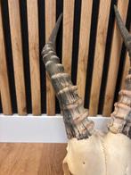 Blesbok Schedel - Damaliscus phillipsi - 40 cm - 22 cm - 39