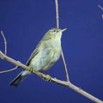 Icterine Warbler Support de corps entier pour taxidermie -