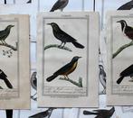 [Ornithology] Ambroise Tardieu - Birds - Set of 16 Engraved, Antiek en Kunst