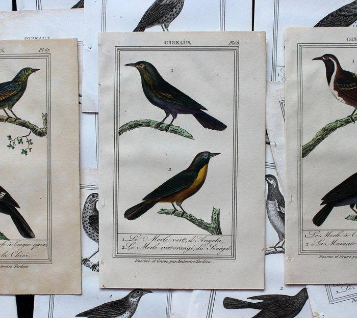 [Ornithology] Ambroise Tardieu - Birds - Set of 16 Engraved, Antiek en Kunst, Antiek | Boeken en Manuscripten