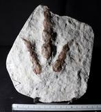 Theropoda - Gefossiliseerde voetafdruk - Grallator (Zonder