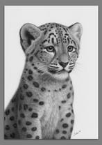 Schu - Snow leopard cub