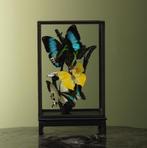 Vlinders in Vitrine Taxidermie Opgezette Dieren By Max, Verzamelen, Ophalen of Verzenden, Nieuw, Insect, Opgezet dier