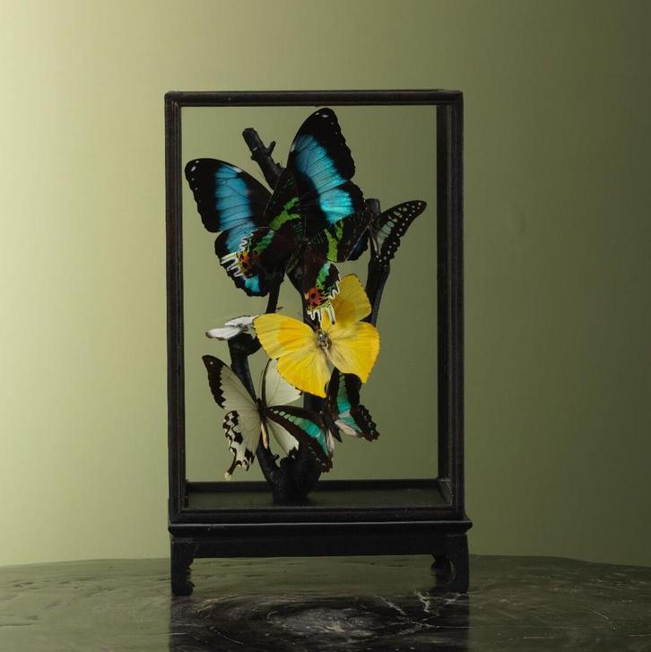 Vlinders in Vitrine Taxidermie Opgezette Dieren By Max, Verzamelen, Dierenverzamelingen, Opgezet dier, Nieuw, Insect, Ophalen of Verzenden