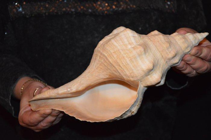 Zeeslak Zeeschelp - S-19 TRIPLOFUSUS GIGANTEUS (Zonder, Verzamelen, Dierenverzamelingen