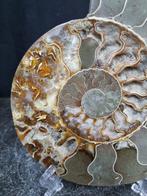 Beautiful big Ammonite - Gefossiliseerd dier - Aioloceras, Collections, Minéraux & Fossiles