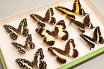Collection de papillons Papilionidae - Entomologie -