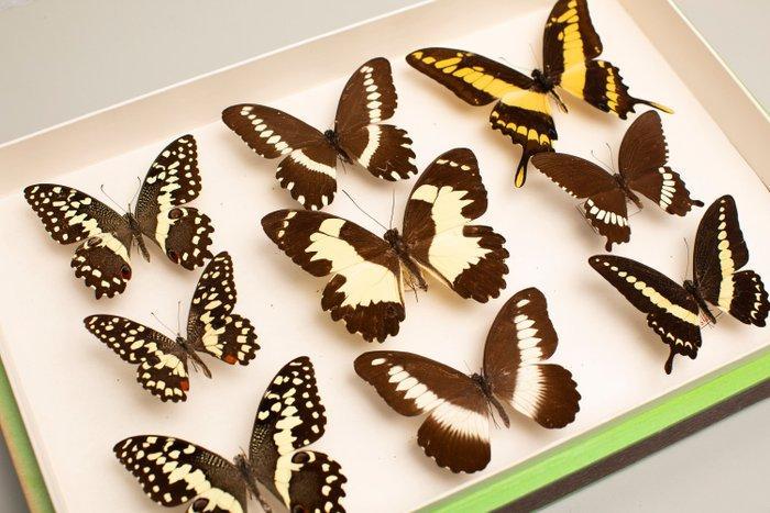 Collection de papillons Papilionidae - Entomologie -, Collections, Collections Animaux