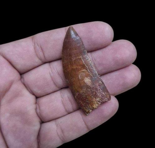 Dinosaurus - Fossiele tand - CARCHARODONTOSAURUS - 6 cm, Verzamelen, Mineralen en Fossielen