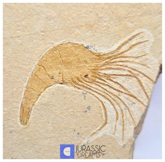 Esthetische grote fossiele garnaal Carpopenaeus -, Collections, Minéraux & Fossiles