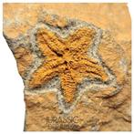 Mooi bewaard oranje Petraster Ordovicische zeester - Ktaoua, Verzamelen