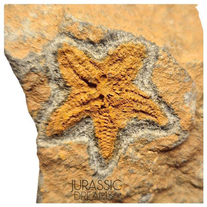 Mooi bewaard oranje Petraster Ordovicische zeester - Ktaoua, Verzamelen, Mineralen en Fossielen