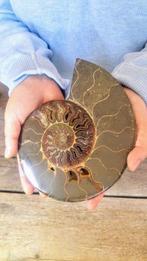 Nautilus - Fossiel skelet - Ammonite Cleoniceras - Large -, Nieuw