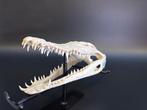 Nijlkrokodil Schedel - Crocodylus niloticus - 6 cm - 10 cm -, Nieuw